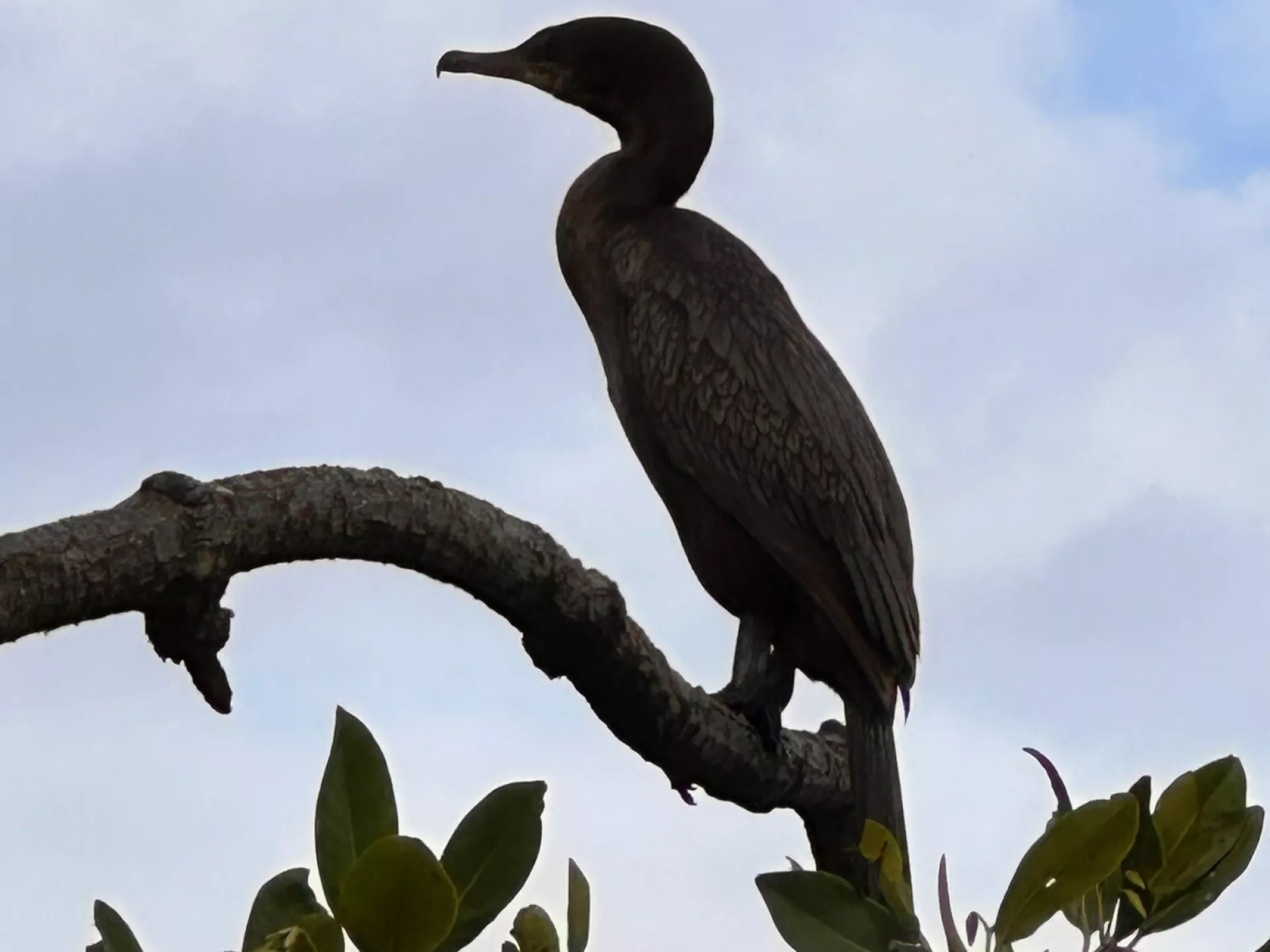 Een vogel zit op een tak boven de bladeren.