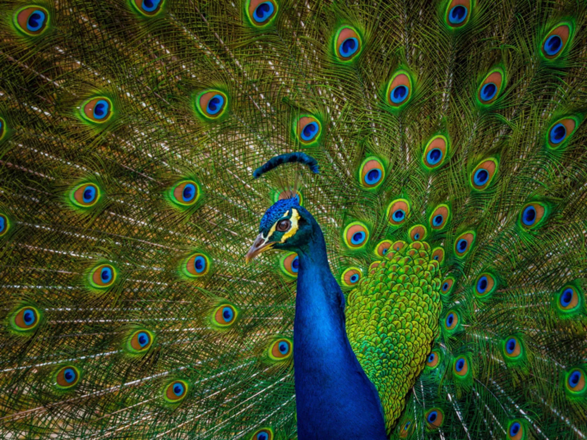 Pauw met gespreide kleurrijke veren.