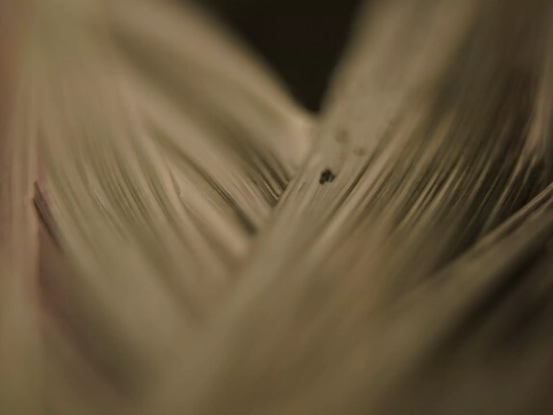 Close-up van delicate, beige vogelveren.