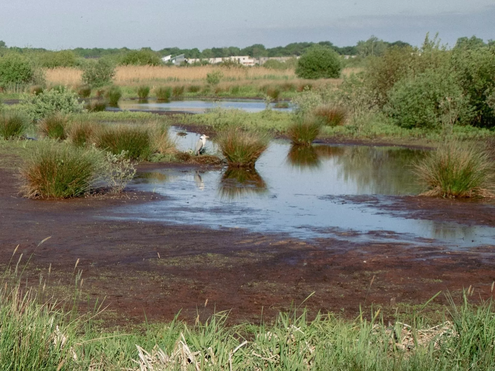 Moeraslandschap met verspreide begroeiing en waterpartijen.