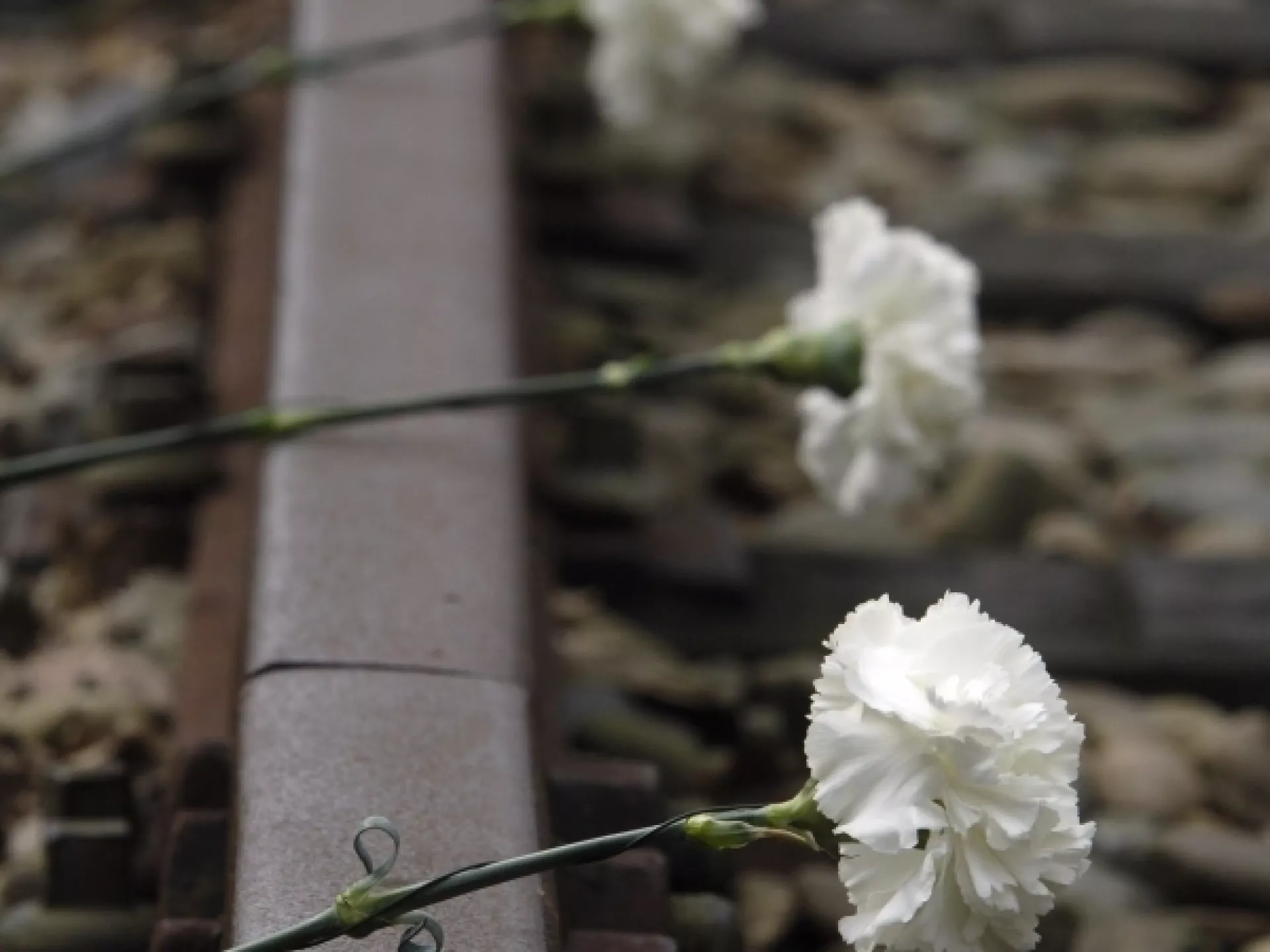 Witte rozen op treinrails