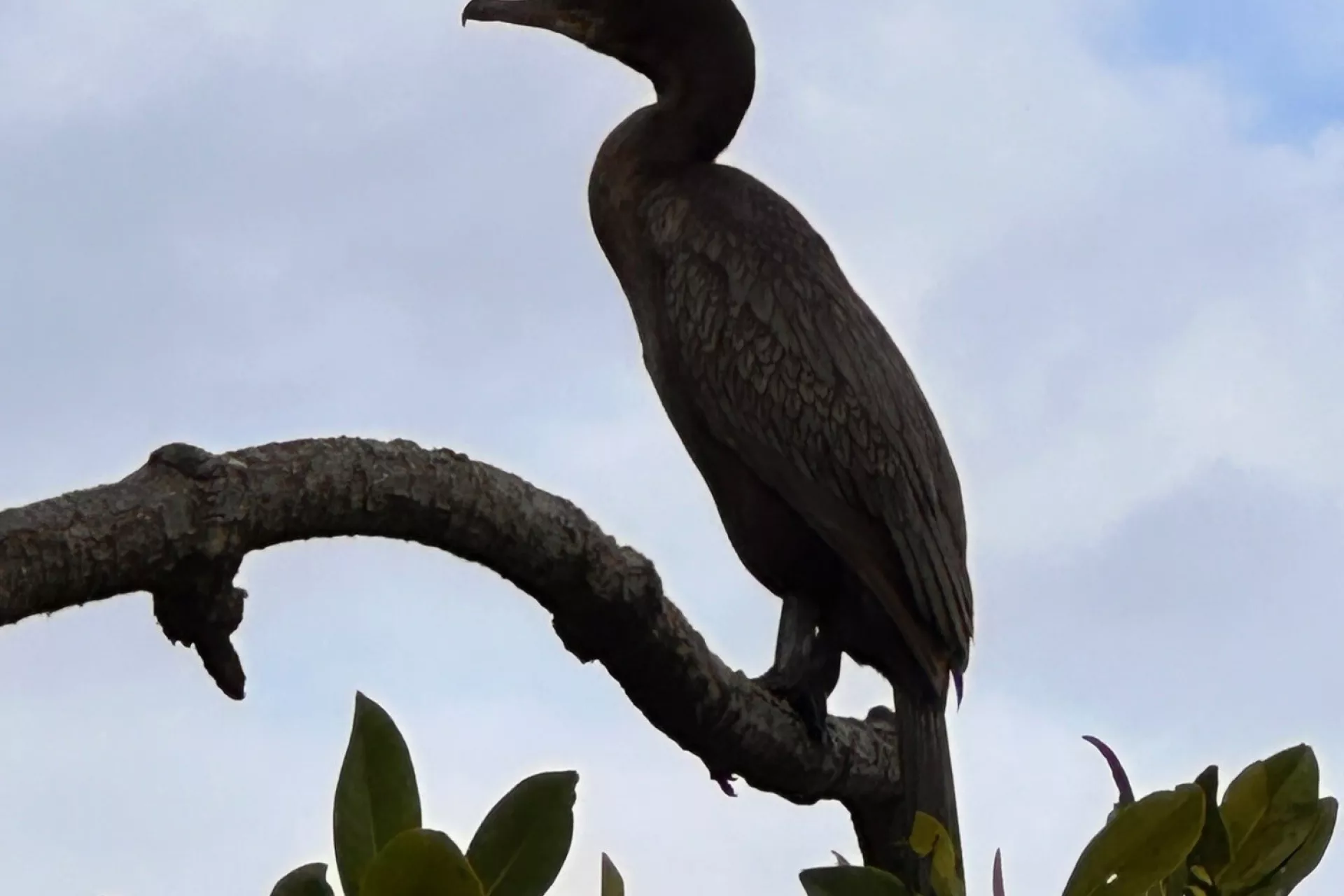 Een vogel zit op een tak boven de bladeren.