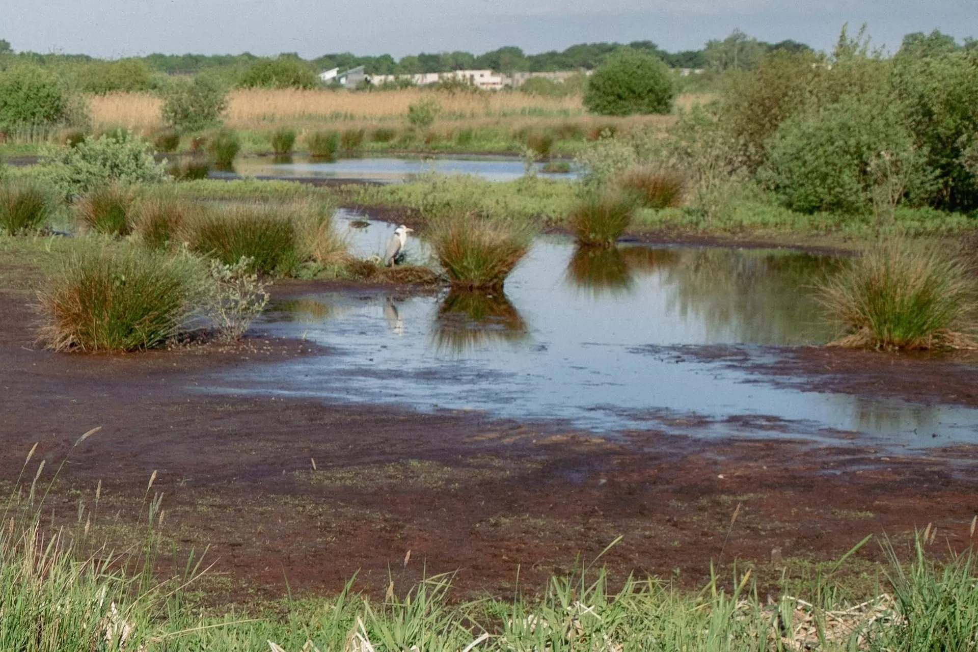 Moeraslandschap met verspreide begroeiing en waterpartijen.